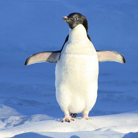 Klopol the penguin