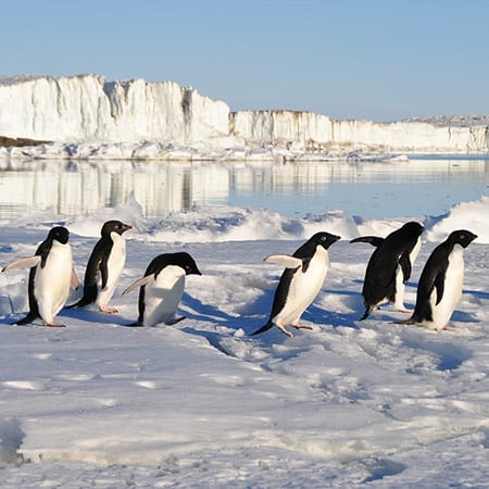 Klopol penguin story illustration