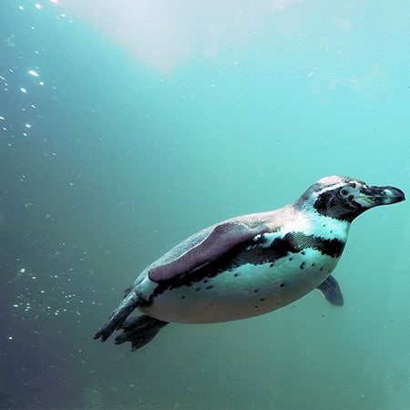 Klopol penguin story illustration